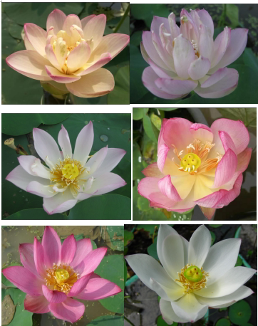 混色小型荷花种藕  不分品种碗莲 新手初种 湖南美丽莲花园杨德高