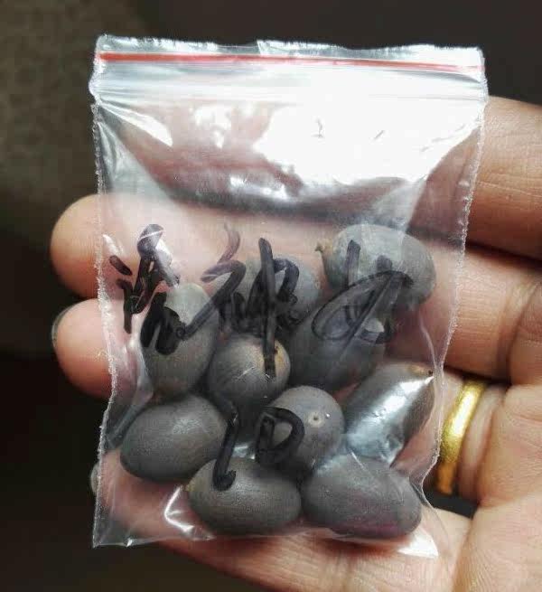 母本洛神女碗莲 种子 小型荷花种籽 湖南美丽莲花园老杨