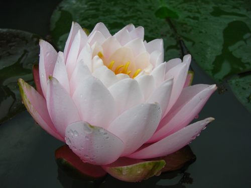 彼得 粉色大型睡莲种茎 60厘米大缸栽种池种水生花卉 湖南杨德高