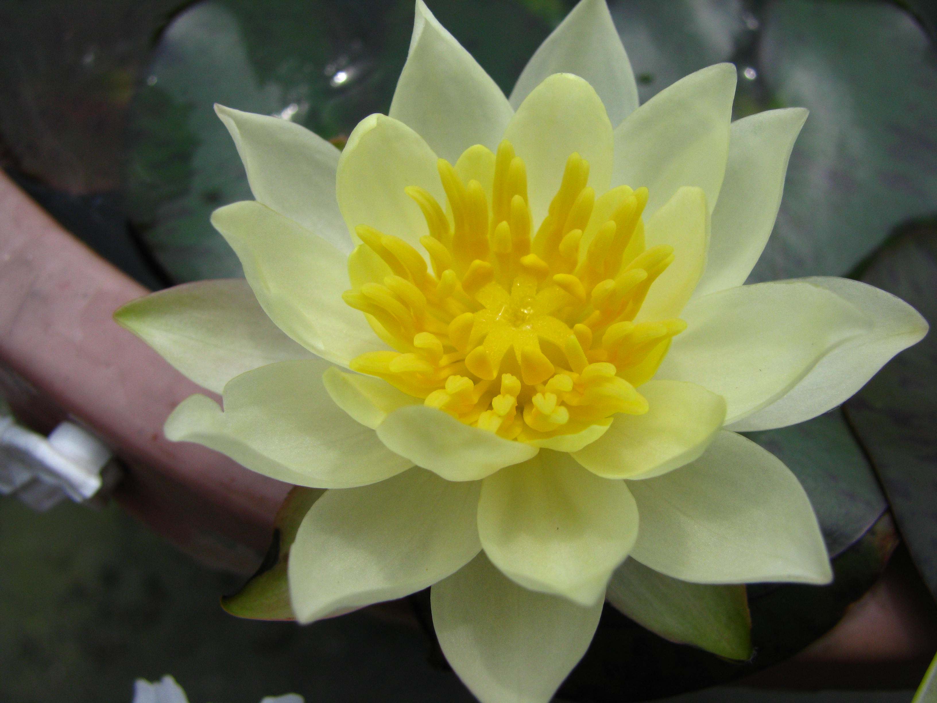 迷你莲花种苗微型睡莲种茎 水族箱保温补光栽种全年开花海尔芙拉