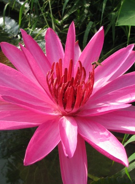 红色大型印度红热带睡莲 香味夜晚开放盆花栽池种水生品种茎植物