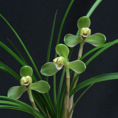 兰花苗春兰 贺神梅 老八种传世经典梅瓣阳台绿植盆栽好养花卉浓香