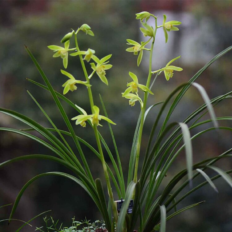 兰花苗蕙兰 温州素 经典老种素花阳台香味浓醇绿植盆栽庭院