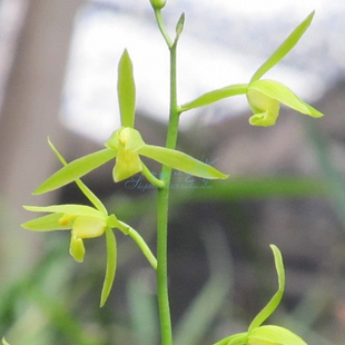 带花箭兰花墨兰 企剑仙殿白墨 素花清香 皮实阳台绿植盆栽 报岁兰