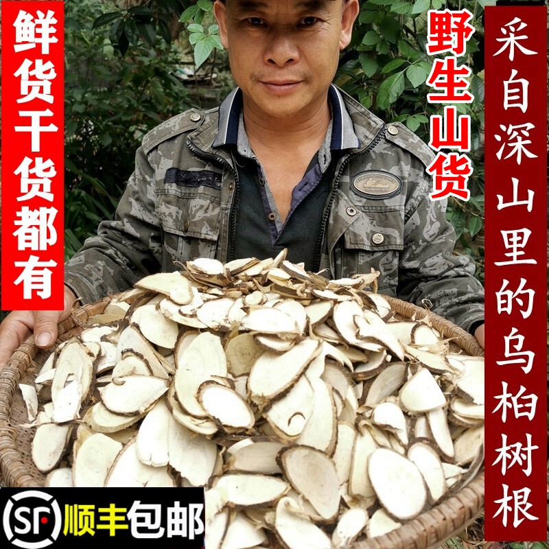 南岭野生乌桕树根腊子树顺丰包邮