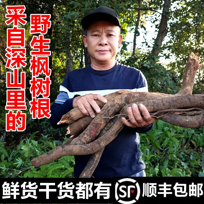 野生枫树根新鲜枫香树顺丰包邮