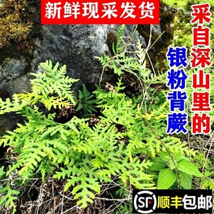 顺丰包邮南岭野生银粉背蕨新鲜现采通经草金丝草铜丝草苗中药材