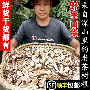 顺丰包邮南岭野生老茶树根油茶树山茶子树新鲜现采根叶干货中药材