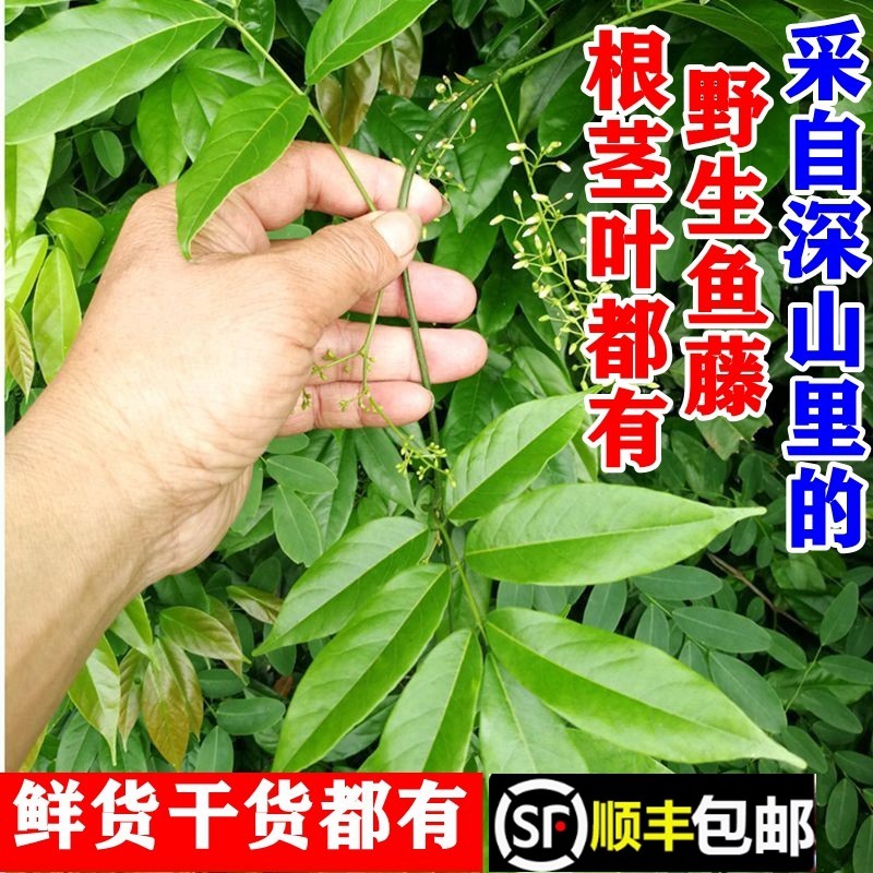顺丰包邮南岭野生鱼藤茎叶中南鱼藤苗萎藤根新鲜现采干货中药材