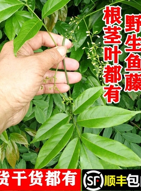 顺丰包邮南岭野生鱼藤茎叶中南鱼藤苗萎藤根新鲜现采干货中药材