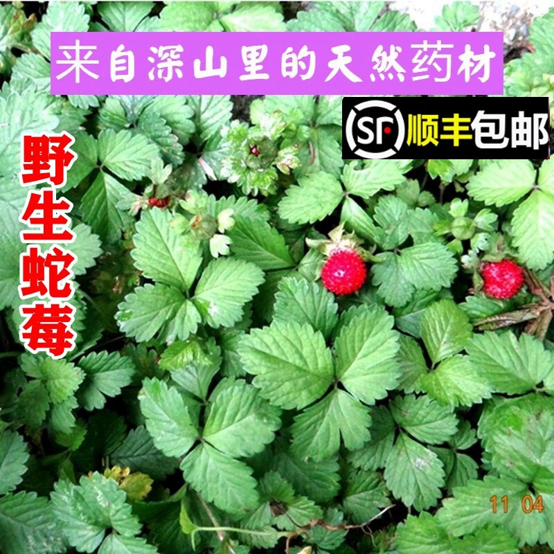 顺丰包邮南岭野生蛇莓蛇泡草龙吐珠三叶莓三爪风新鲜现采中草药材