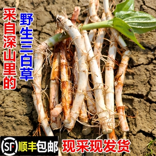 顺丰包邮南岭野生三白草根百节莲新鲜塘边藕水木通白叶莲苗中药材