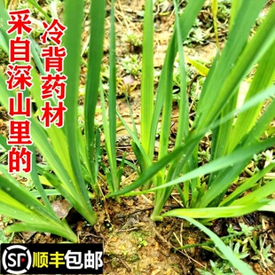 顺丰包邮南岭野生仇人不见面避蛇参蛇不见夏无踪现采冷背中药材苗