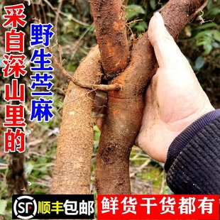 顺丰包邮南岭野生苎麻根苎麻茎叶新鲜野麻安胎跌打损伤干货中药材