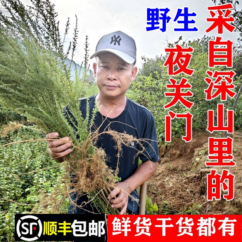 顺丰包邮南岭野生小夜关门新鲜三叶草纯根截叶铁扫帚草干货中药材
