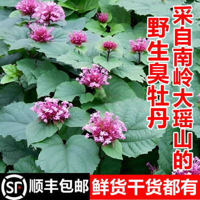 野生臭牡丹矮桐子臭八宝顺丰包邮