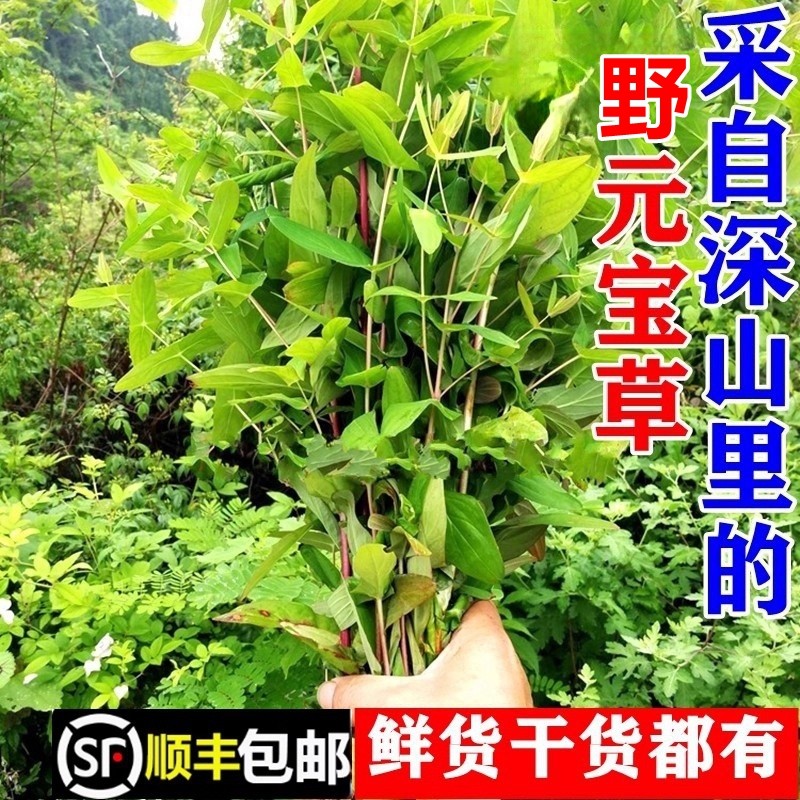 顺丰包邮新鲜野生对月草对经草元宝草通经草粉干货调理月经中药材