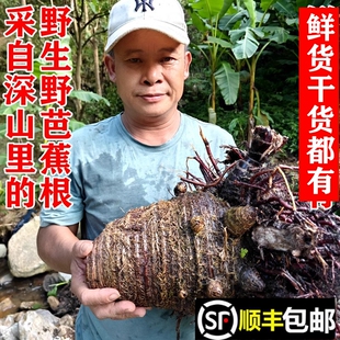 顺丰包邮南岭正宗野生野芭蕉根带须新鲜蕉头蕉树根干货煲汤中药材