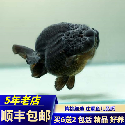兰寿金鱼活鱼精品重墨奶牛小尾五花寿水墨寿红白兰寿黑寿好养包活
