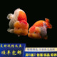 潘氏奶牛兰寿金鱼活鱼精品大纯种鱼小尾包金成鱼红白冷水观赏鱼苗