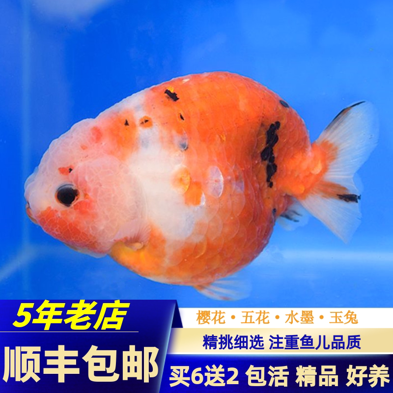 金鱼活鱼活体兰寿金鱼樱花三色玉兔五花水墨兰寿精品鱼苗包活好养