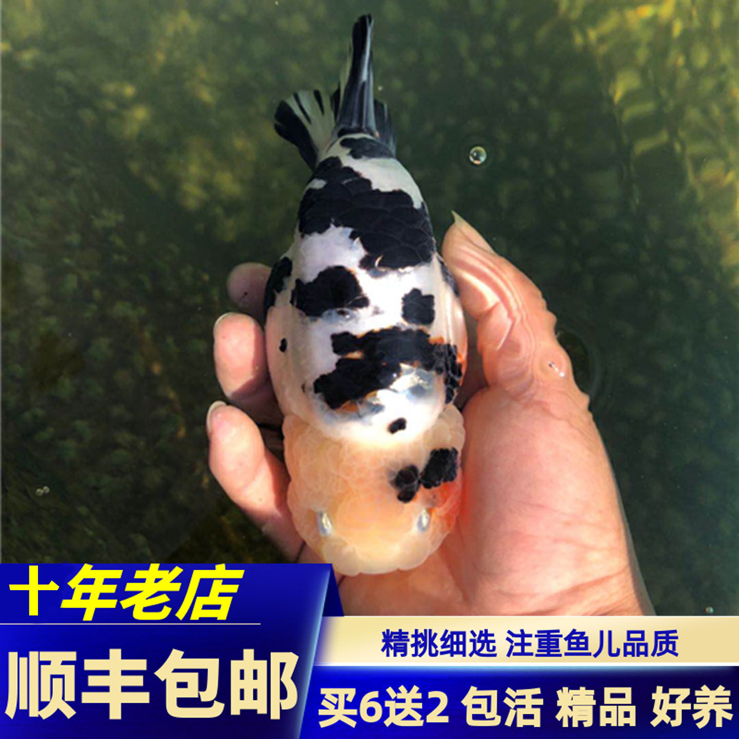 活鱼好养金鱼兰寿金鱼哺尼咔