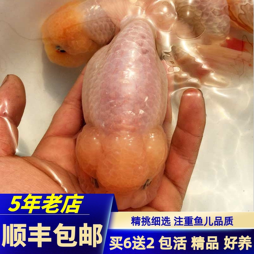 玉兔福寿精品红白黑紫包活金鱼