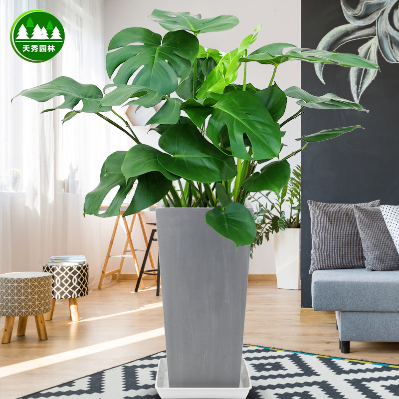 北欧大叶龟背竹植物 室内吸甲醛净化空气大型客厅观叶绿植盆栽在类目 鲜花速递/花卉仿真/绿植园艺, 花卉/绿植盆栽（新）, 绿植中 - 来自Buy2taobao.com提供专业的淘宝代购服务