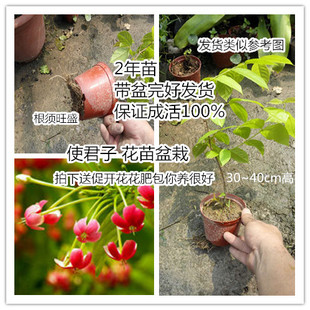 花香如奶酪 使君子苗花攀藤香花植物盆栽