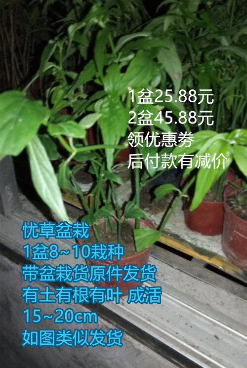 带叶发货优遁草苗优盾草优顿草植物苗盆栽 忧遁草憂循草鳄嘴花苗
