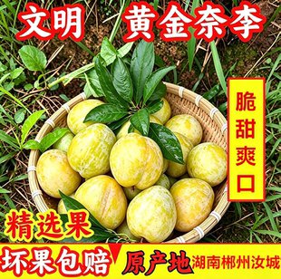 湖南郴州汝城文明黄金奈李子新鲜水果应季孕妇水果脱骨甜李子脆甜