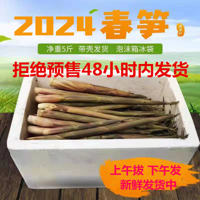 新鲜湖南小笋带壳5斤精选