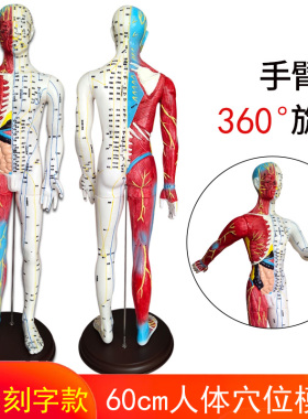 中医针灸穴位人体模型男女全身十二经络扎针教学小皮人硅胶模特图