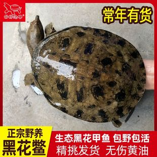 外塘生态黑花甲鱼活体王八中华鳖土鳖水鱼鲜活黄花鳖精品黄油鳖