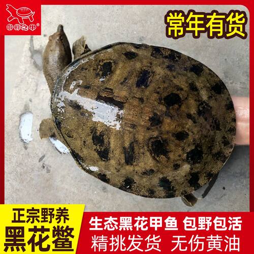 外塘生态黑花甲鱼活体王八中华鳖土鳖水鱼鲜活黄花鳖精品黄油鳖