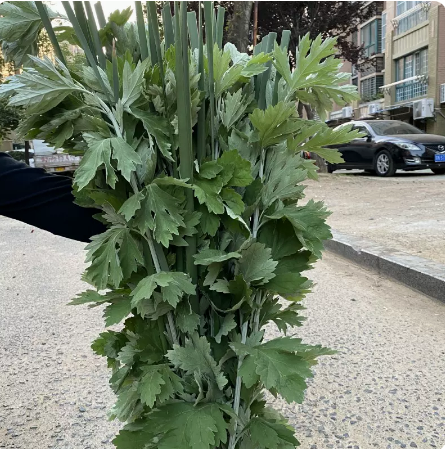 端午节新鲜艾草菖蒲礼品套装艾篙艾叶现采现发挂门前野生艾草驱蚊