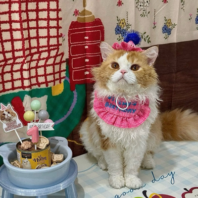 宠物生日帽子口水巾套装猫咪狗狗生日派对装扮围兜设计小香风可爱