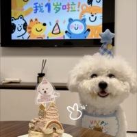 ins韩系宠物猫咪生日装扮小中大型犬狗狗口水巾比熊围兜拍照道具
