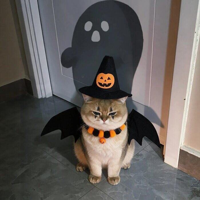 猫咪万圣节蝙蝠翅膀帽项圈拍照