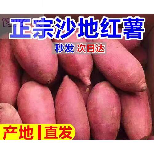 沙地新板栗红薯10斤现挖现发超甜非西瓜红蜜薯糖心板栗薯新鲜地瓜