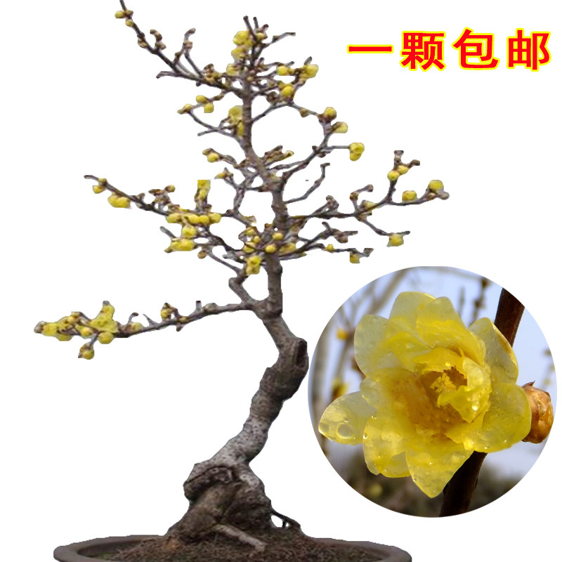 素心腊梅盆栽腊梅花树苗浓香型室内秋冬季室外庭院老桩耐寒没花苞