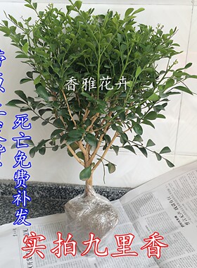 九里香盆栽七里香十里香盆景