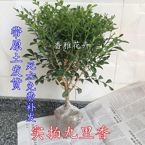 九里香盆栽七里香十里香盆景