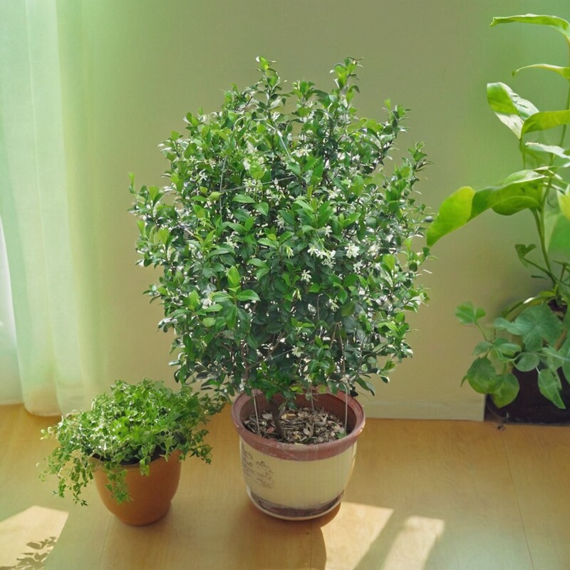 风车茉莉银丝盆栽懒好养络石藤垂丝爬藤花卉耐寒阳台盆栽植物开花