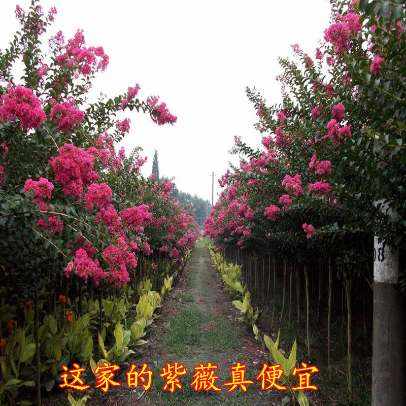 行道绿化紫薇树苗庭院种植