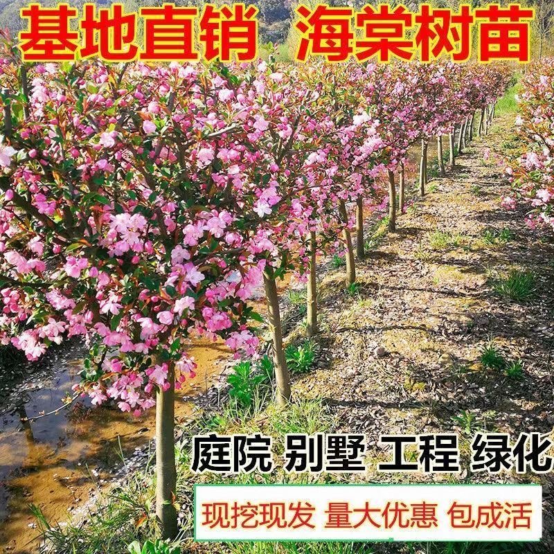 垂丝海棠西湖海棠北美植物花苗老桩盆景树桩开花室外重瓣阳台花卉
