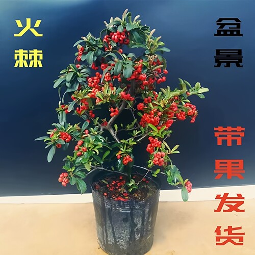 火棘盆栽树苗吉祥果满堂