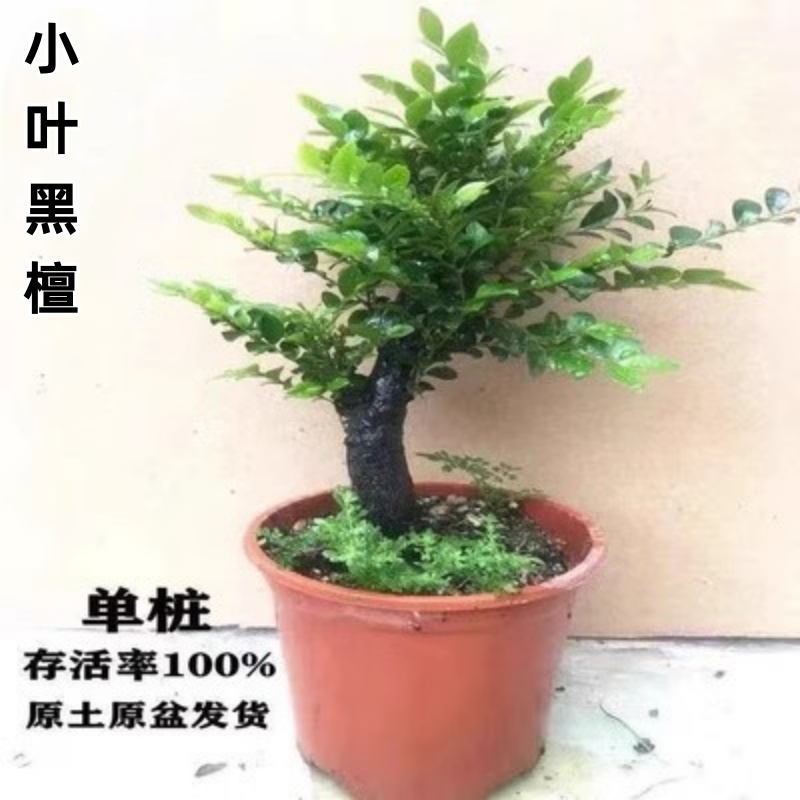 黑骨茶小叶紫檀木黑檀木盆景树桩植物盆栽室内桌面绿植小叶檀香