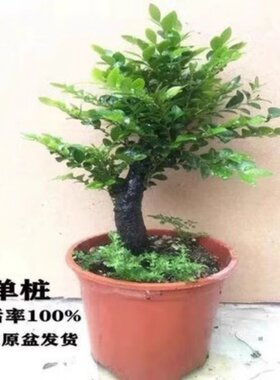 名贵黑骨茶黑檀木盆景树桩