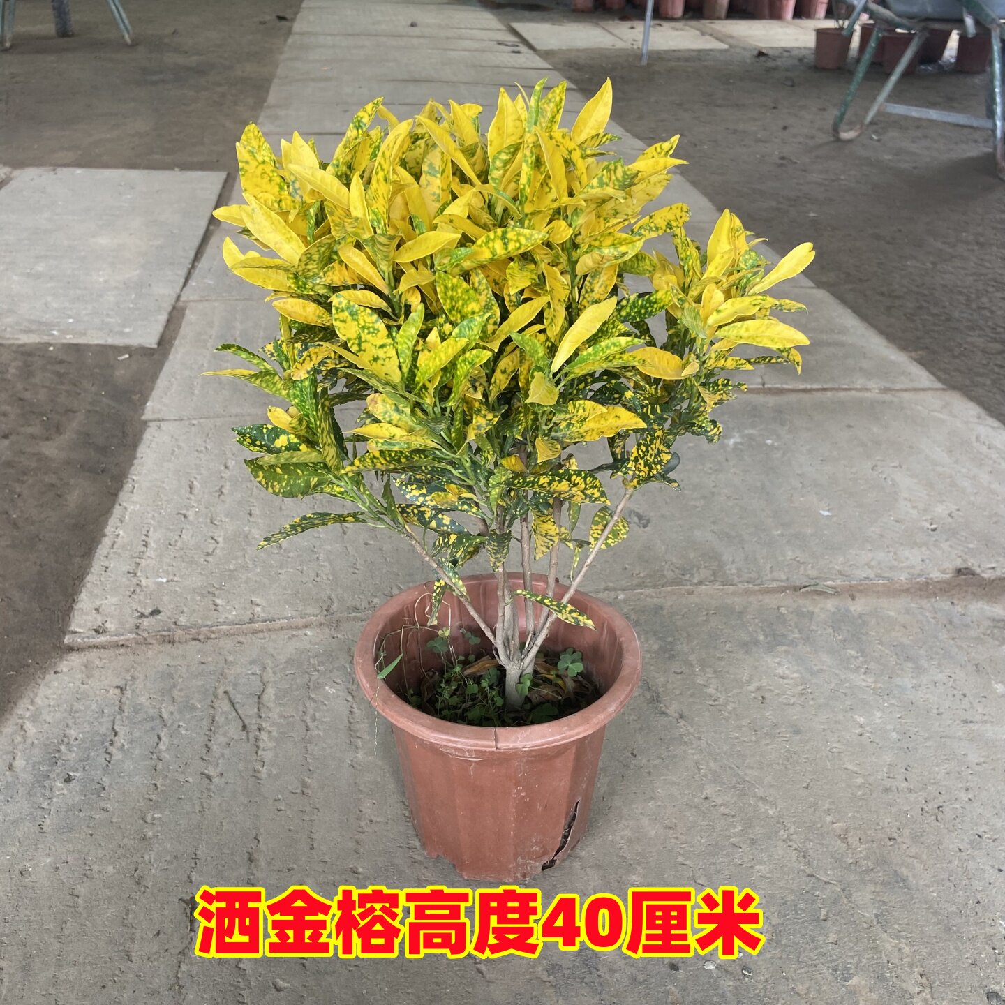 阳台盆栽变色木实惠耐看